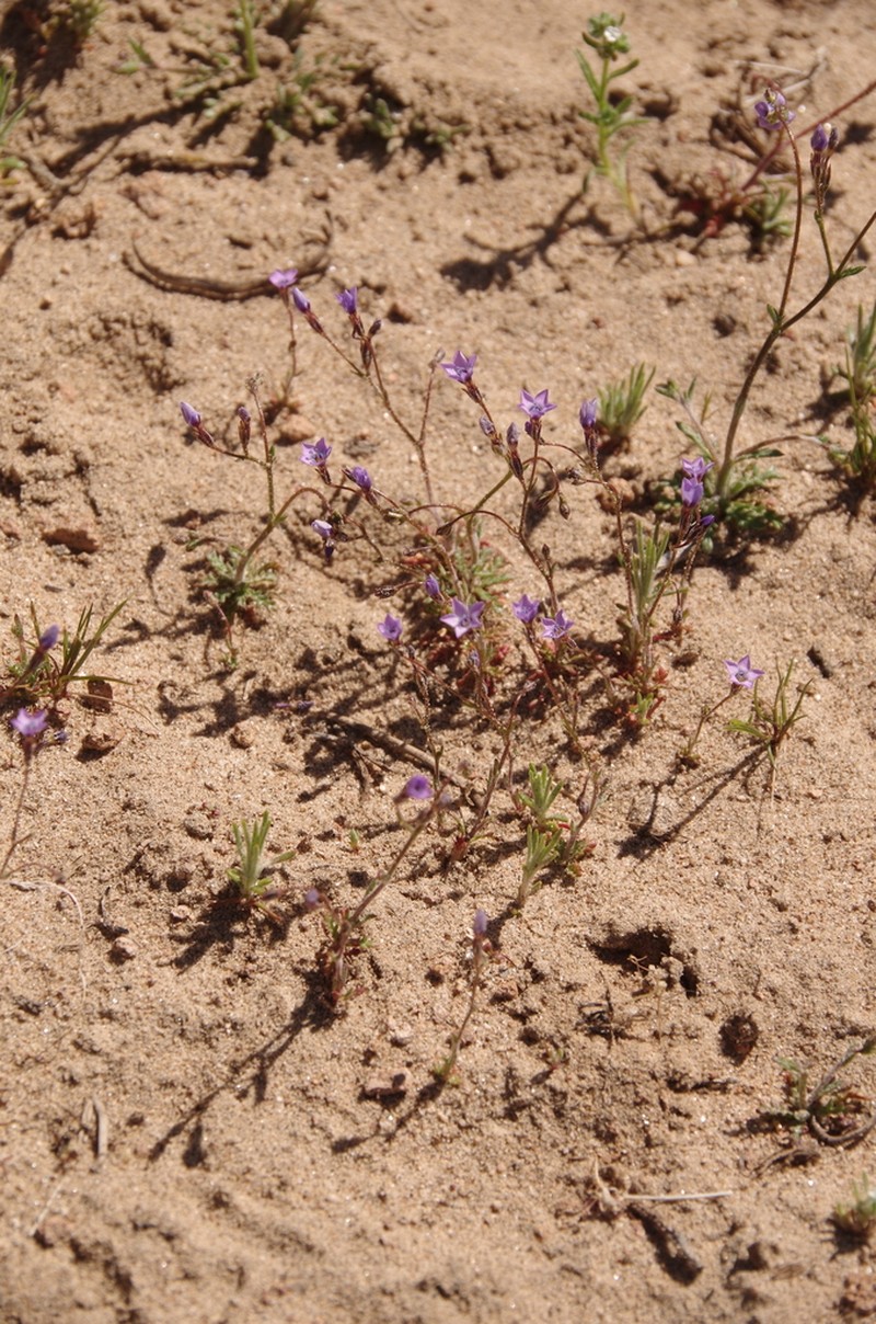 Shy Gilia photo 4