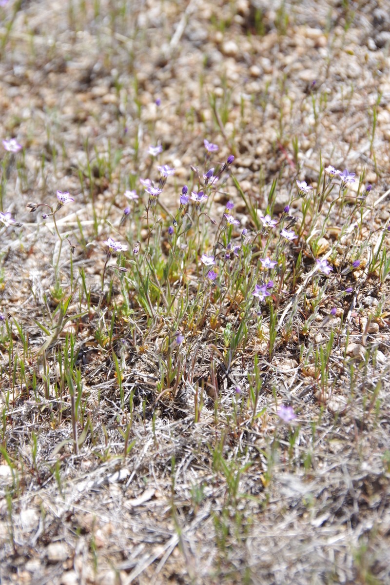 Shy Gilia photo 6
