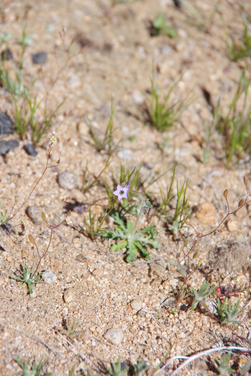 Shy Gilia photo 7