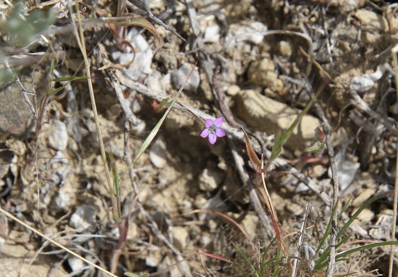 Shy Gilia photo 8