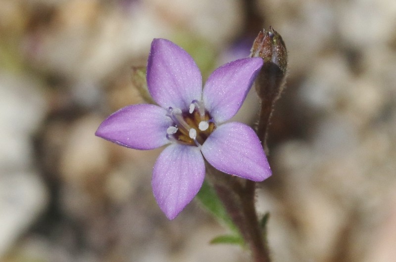 Inland Gilia