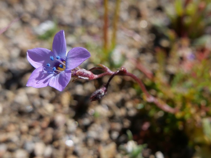 Inland Gilia photo 2