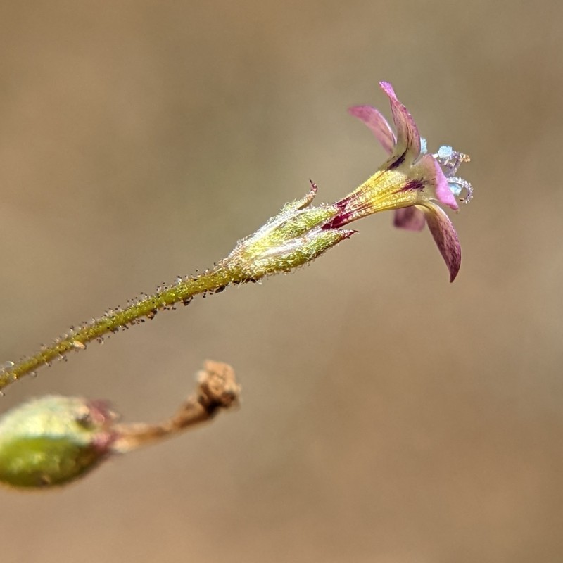 Inland Gilia photo 3