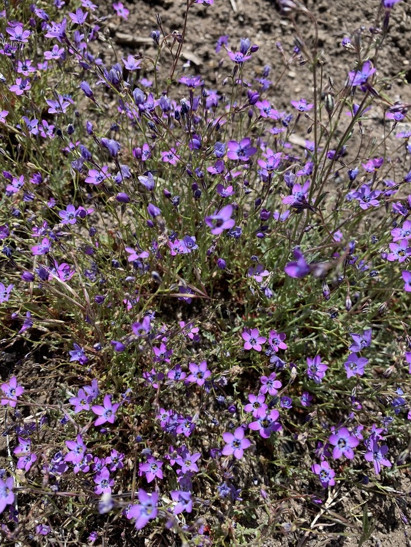 Inland Gilia photo 4