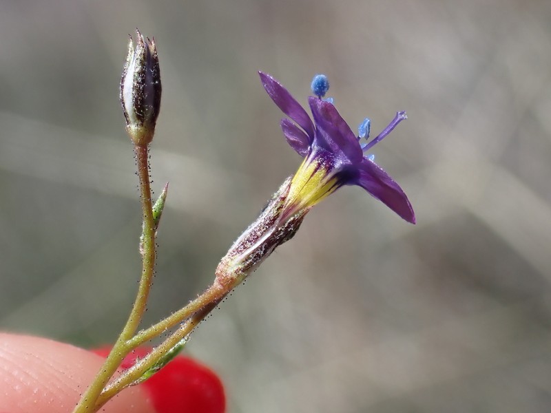 Inland Gilia photo 5