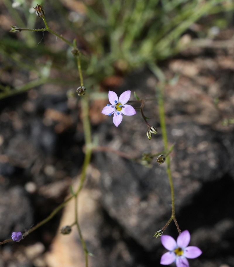 Inland Gilia photo 6