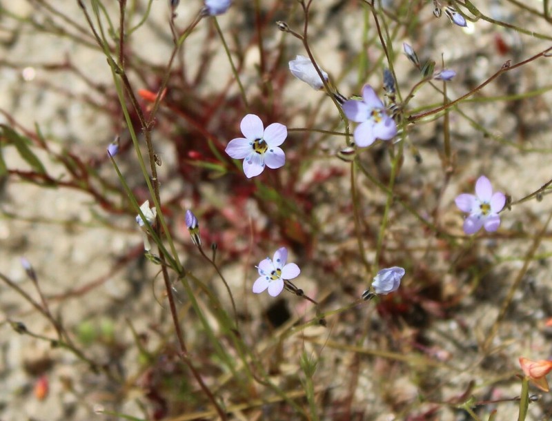 Inland Gilia photo 7