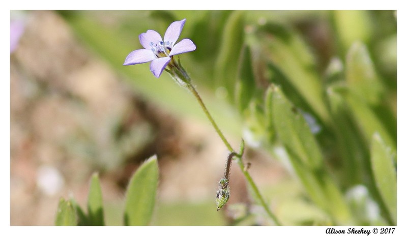 Inland Gilia photo 8