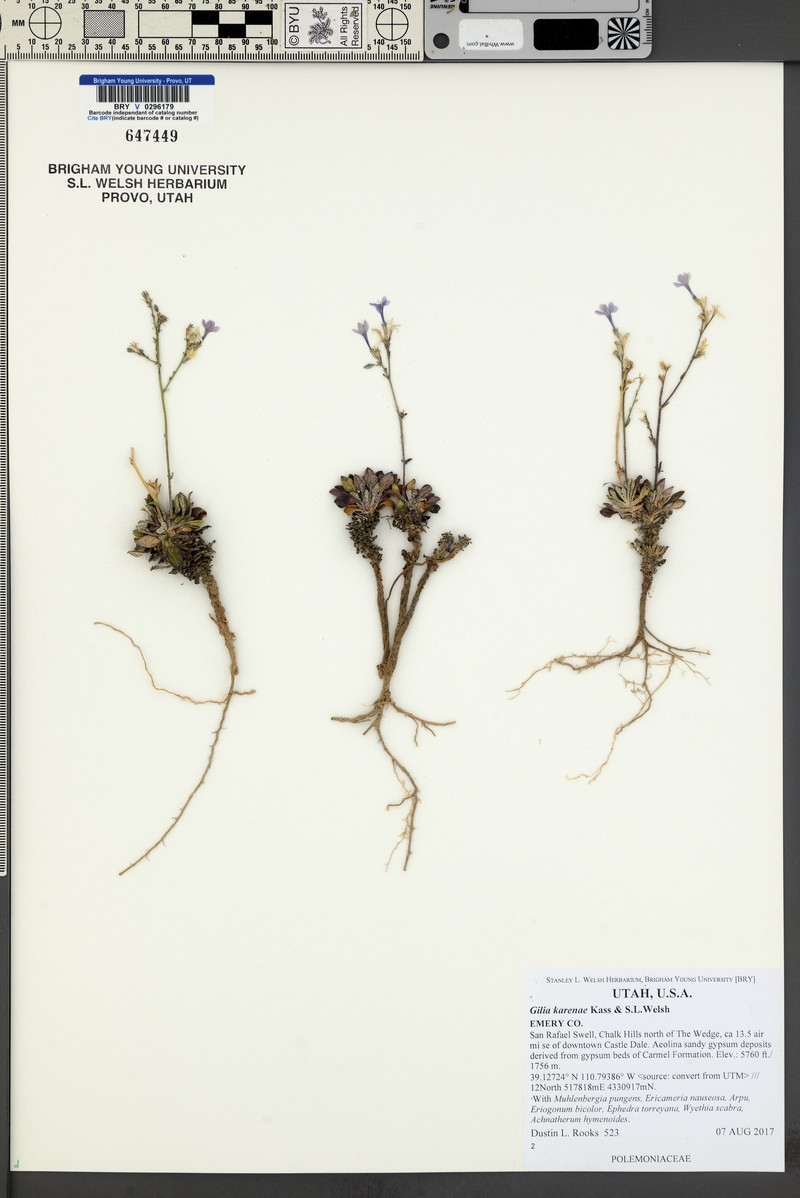 Gilia karenae