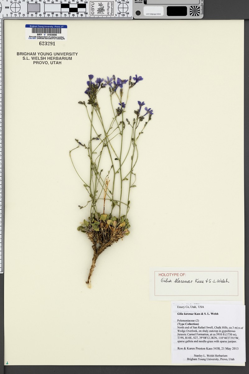 Gilia karenae photo 2