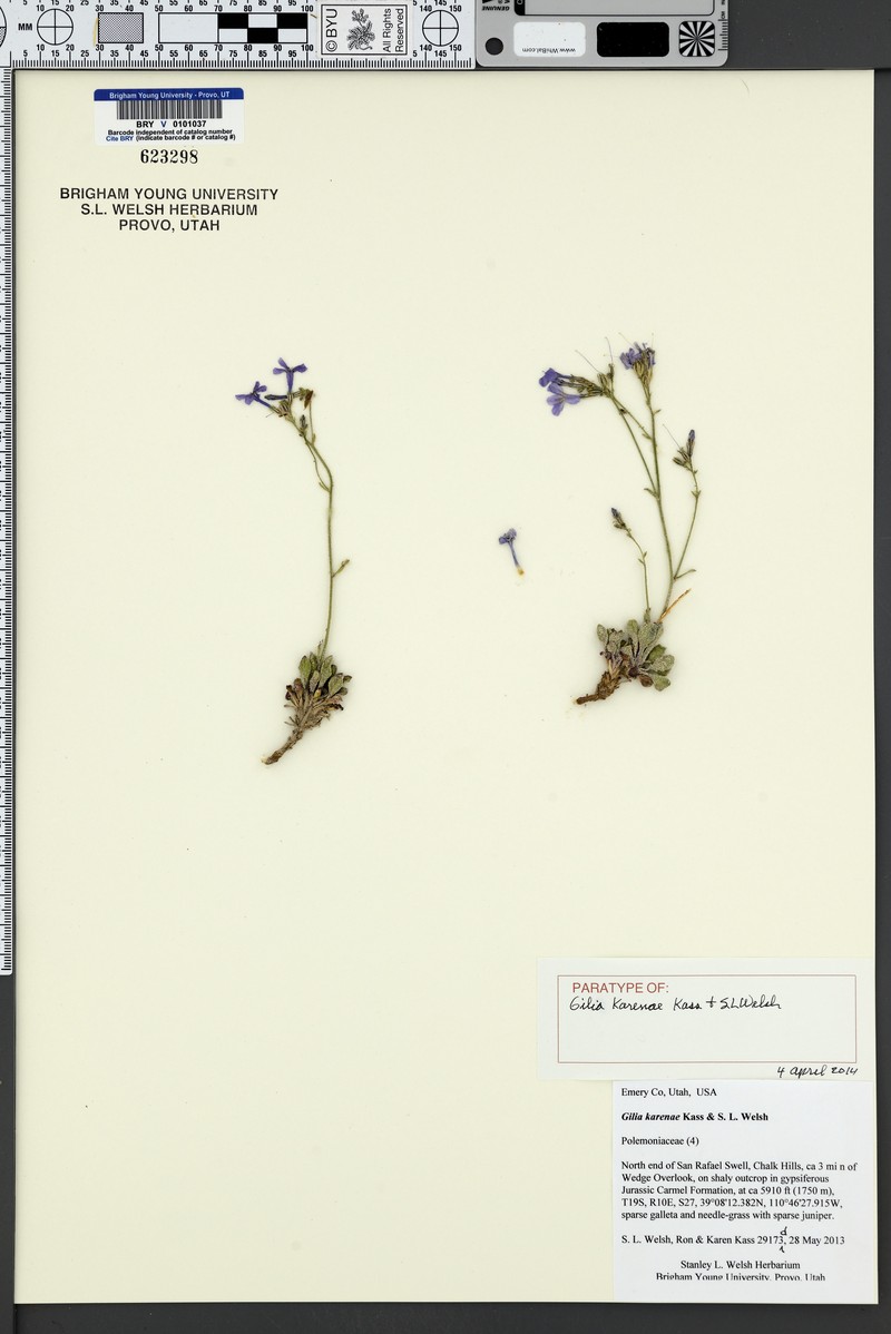 Gilia karenae photo 3