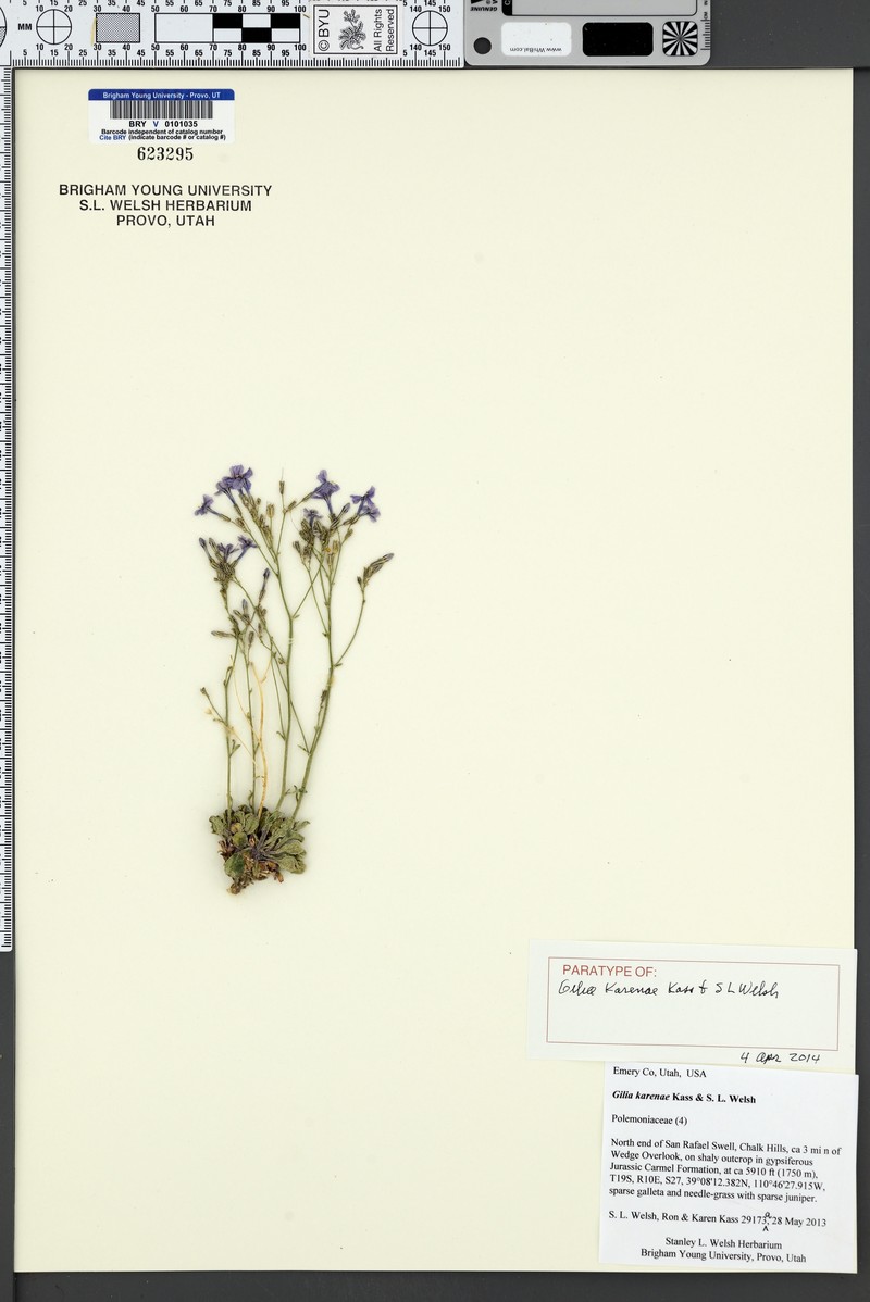 Gilia karenae photo 4