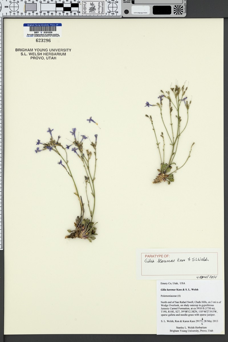 Gilia karenae photo 5