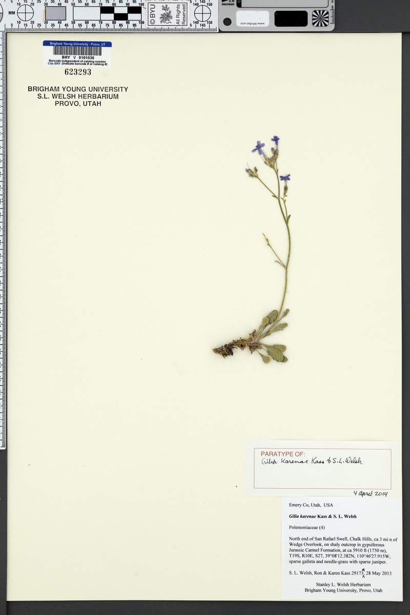 Gilia karenae photo 6
