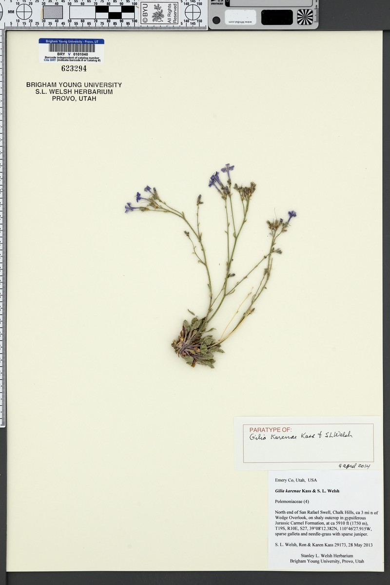 Gilia karenae photo 7
