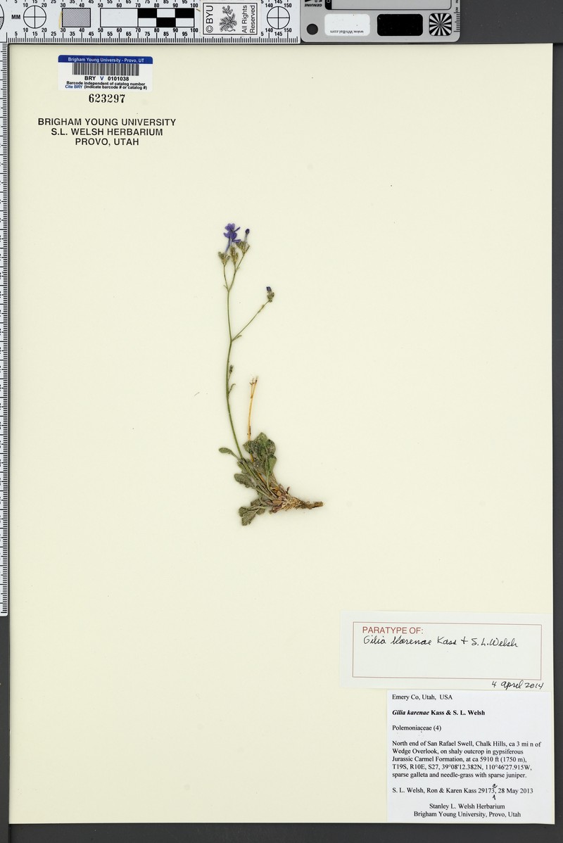 Gilia karenae photo 8