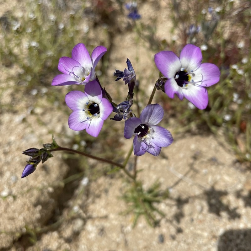 Hollyleaf Gilia photo 5