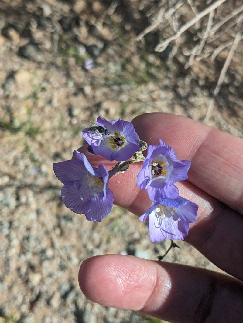 Hollyleaf Gilia photo 8