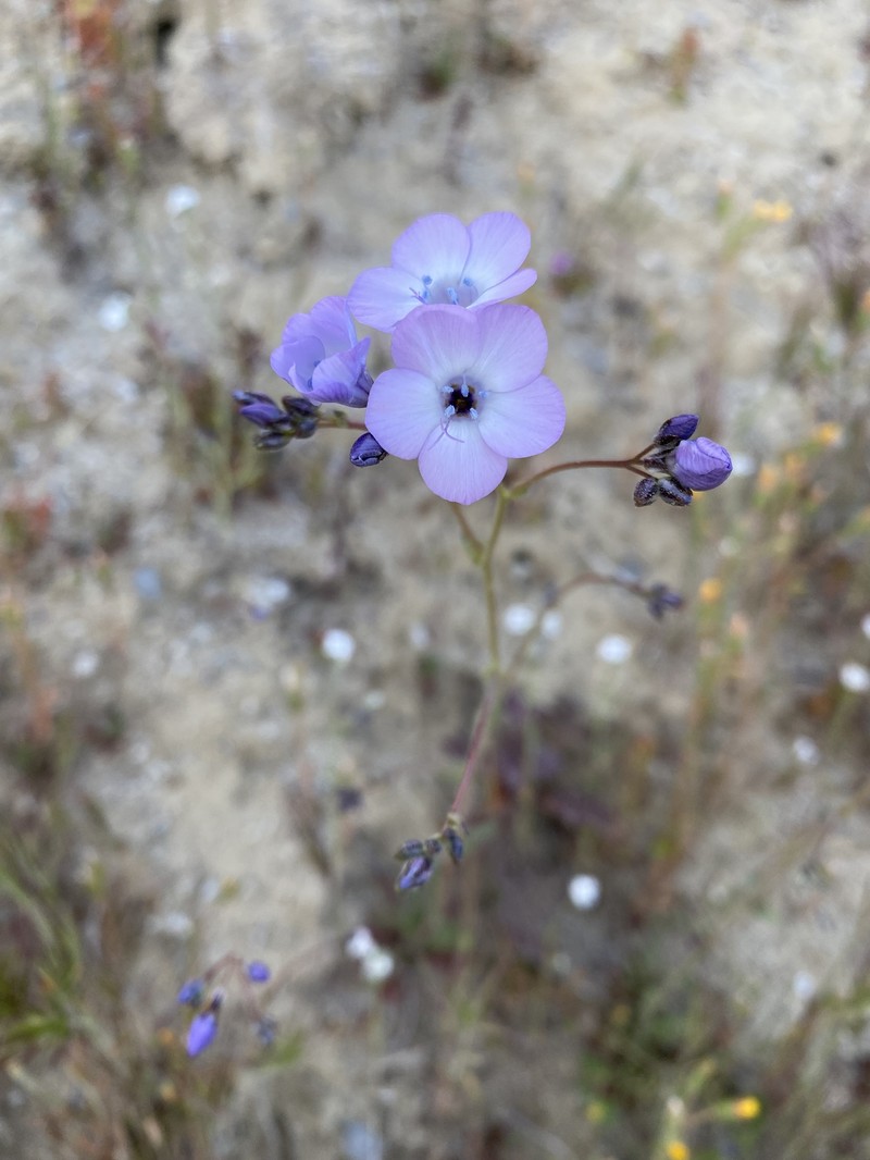 Gilia latiflora subsp. cuyamensis photo 2