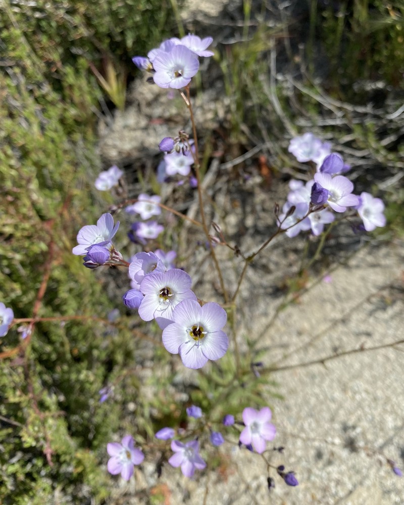Gilia latiflora subsp. cuyamensis photo 3
