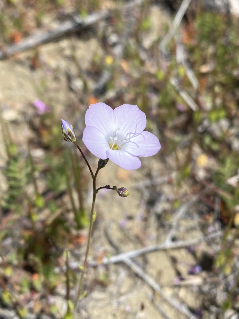 Gilia latiflora subsp. cuyamensis photo 4