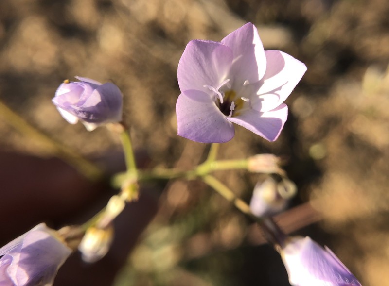 Gilia latiflora subsp. cuyamensis photo 5