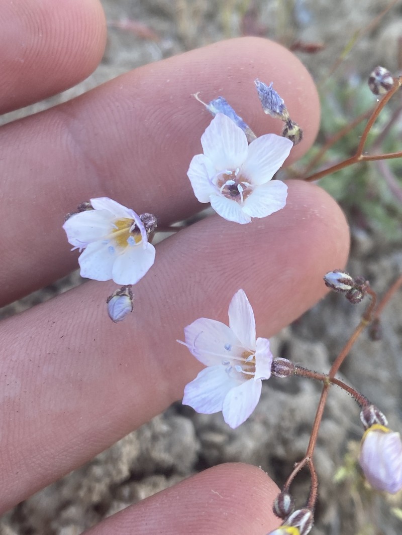 Gilia latiflora subsp. cuyamensis photo 6