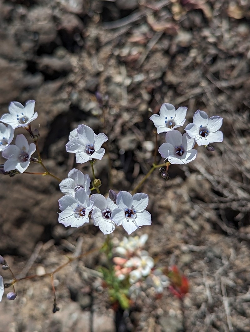 Gilia latiflora subsp. cuyamensis photo 7