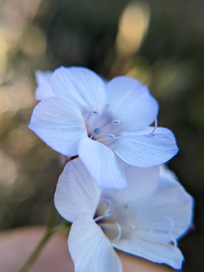 Gilia latiflora subsp. cuyamensis photo 8
