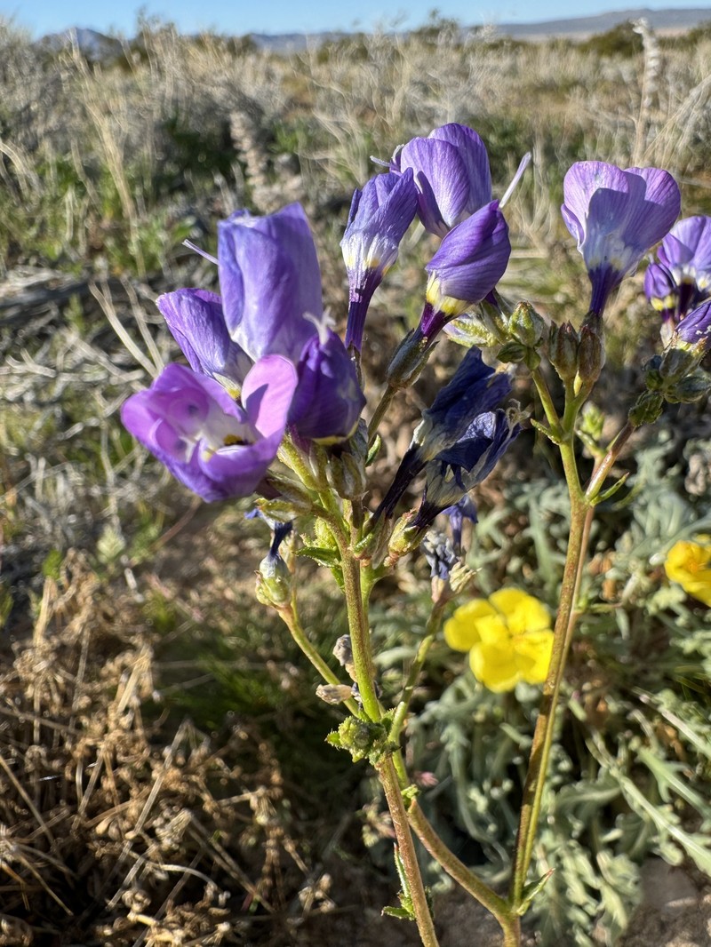 Gilia latiflora subsp. davyi