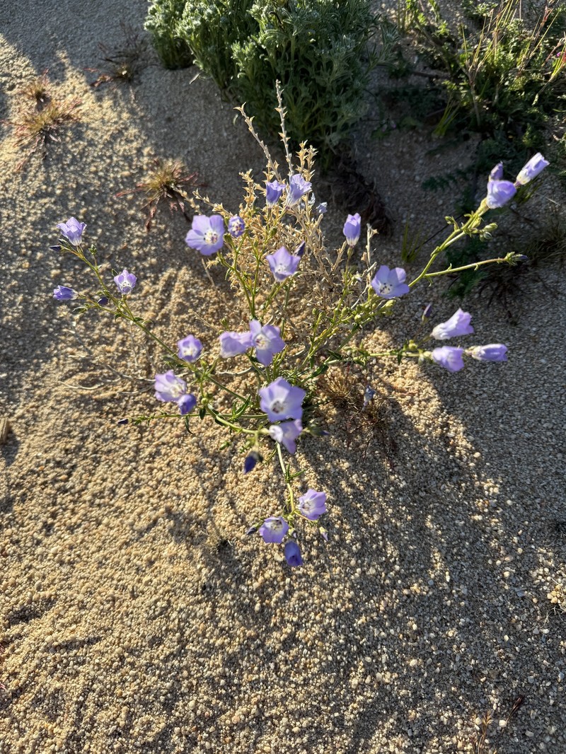 Gilia latiflora subsp. davyi photo 2