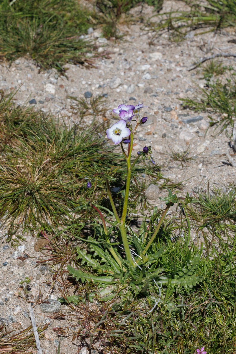 Gilia latiflora subsp. davyi photo 3