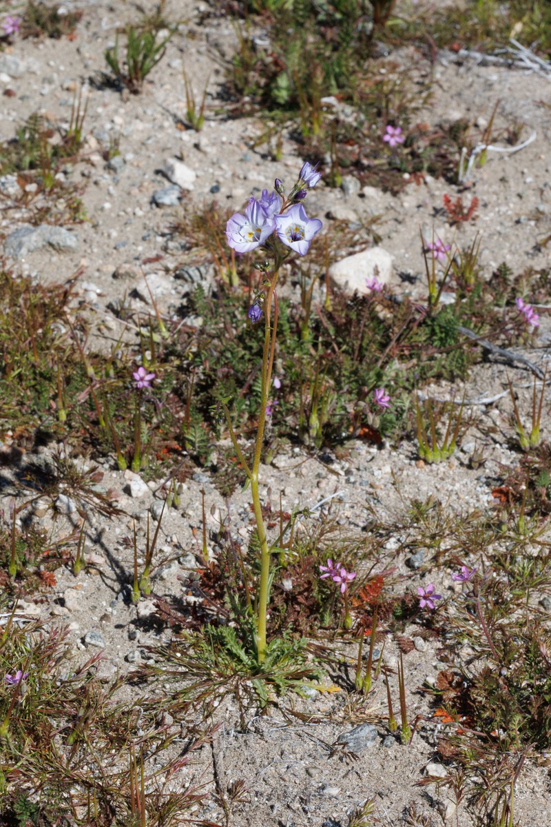 Gilia latiflora subsp. davyi photo 4