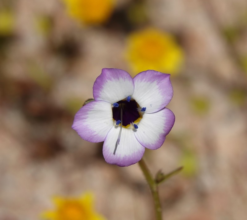 Gilia latiflora subsp. davyi photo 5