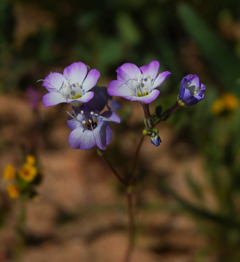 Gilia latiflora subsp. davyi photo 6