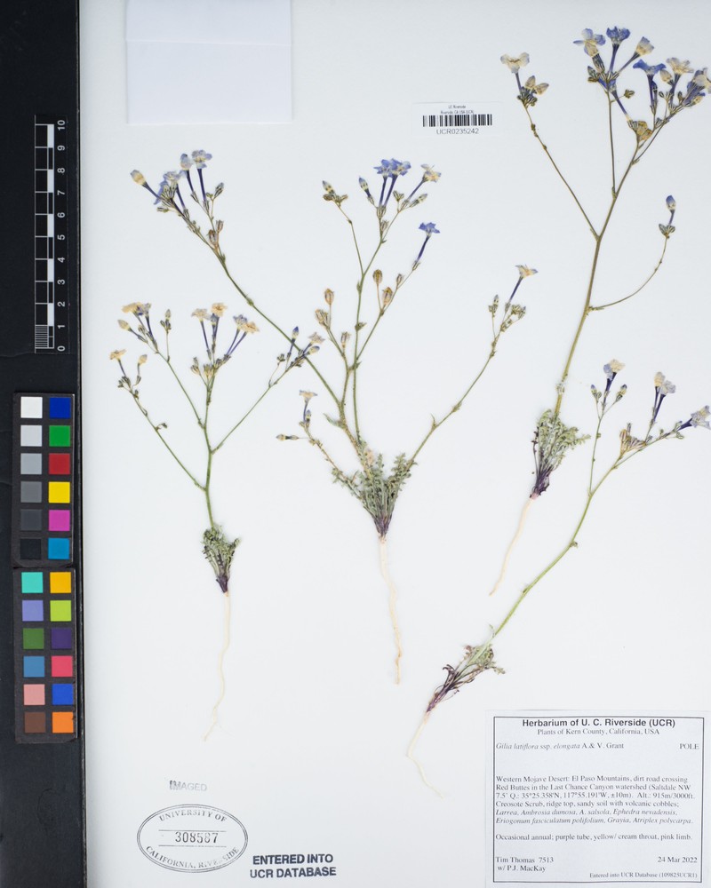Gilia latiflora subsp. elongata
