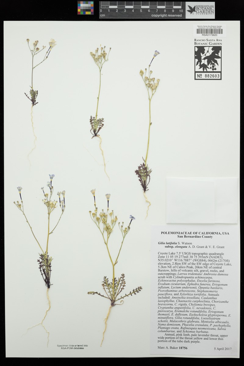 Gilia latiflora subsp. elongata photo 2