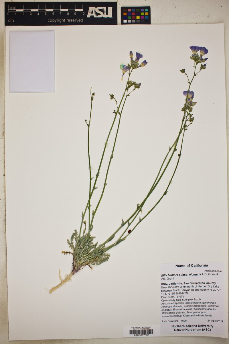 Gilia latiflora subsp. elongata photo 3