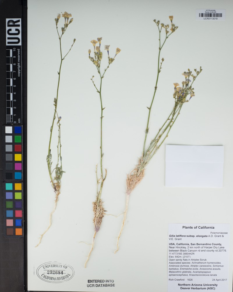 Gilia latiflora subsp. elongata photo 4