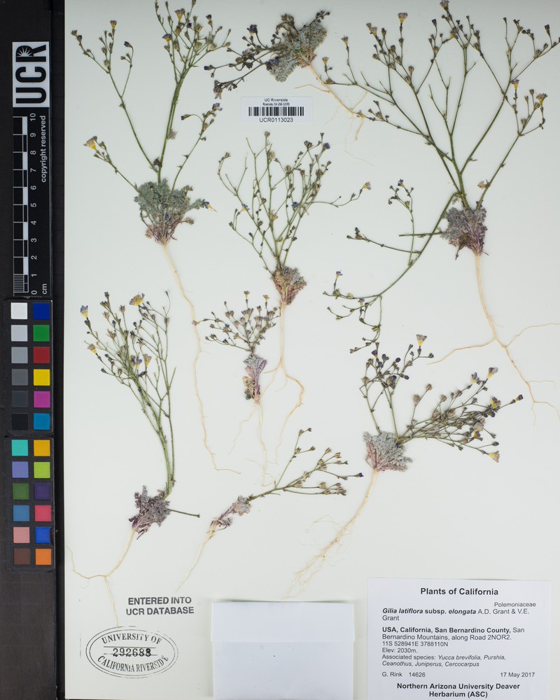 Gilia latiflora subsp. elongata photo 5