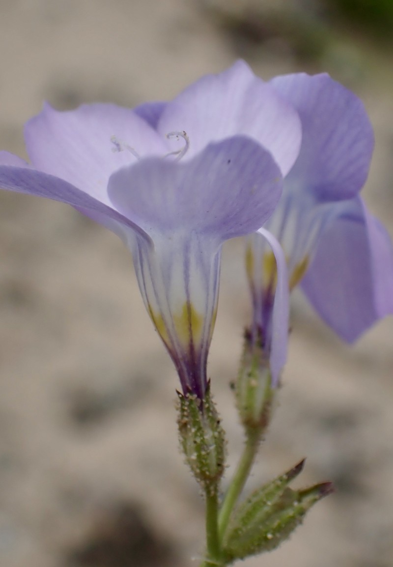 Gilia latiflora subsp. latiflora