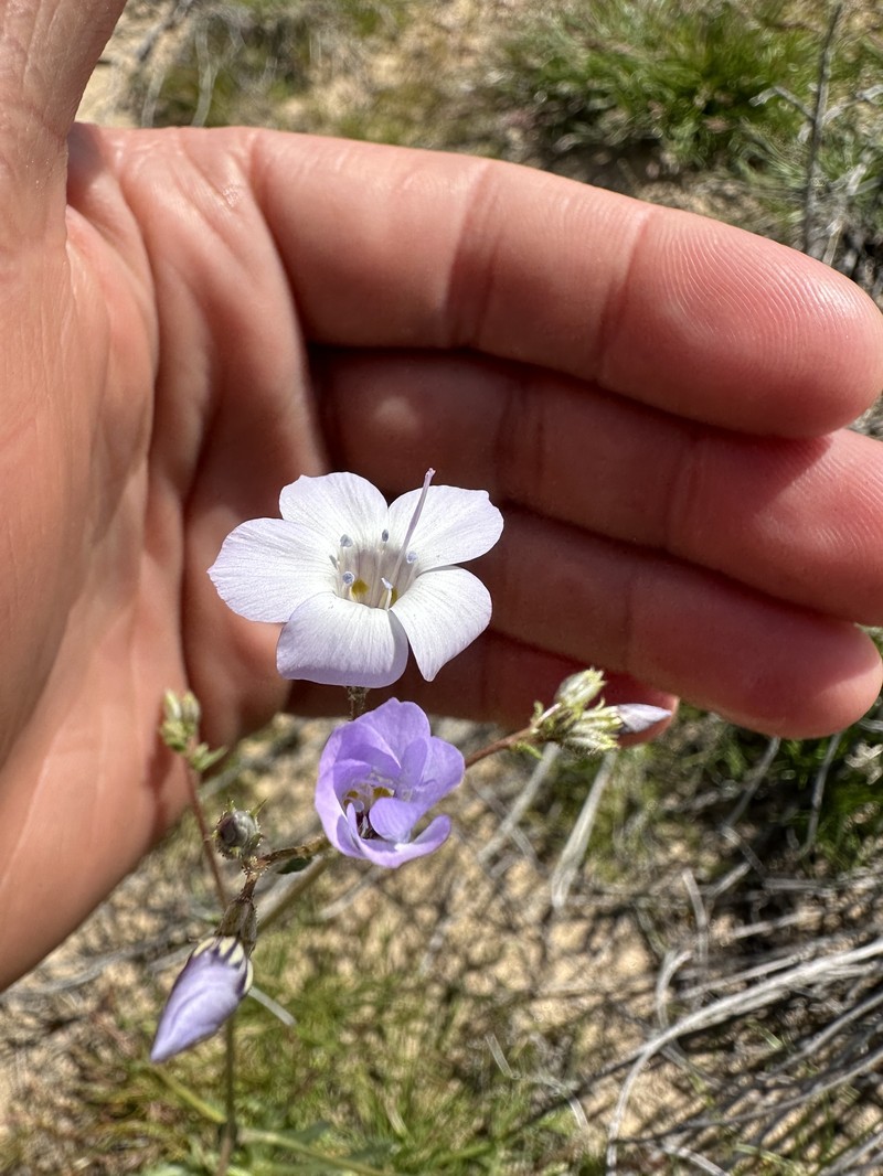 Gilia latiflora subsp. latiflora photo 2