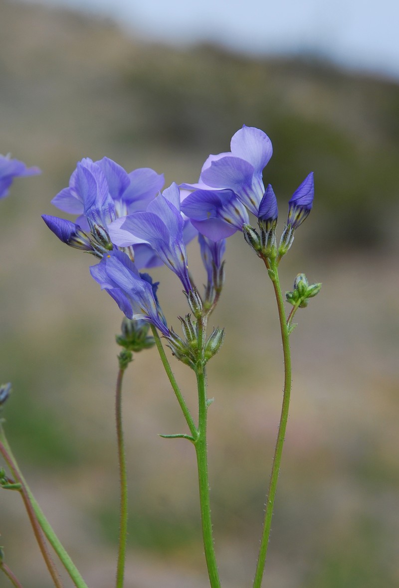 Gilia latiflora subsp. latiflora photo 3