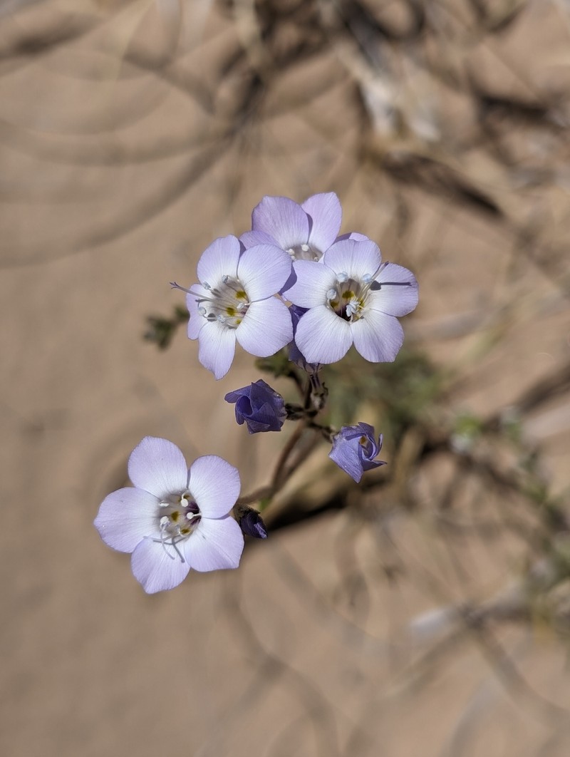 Gilia latiflora subsp. latiflora photo 4