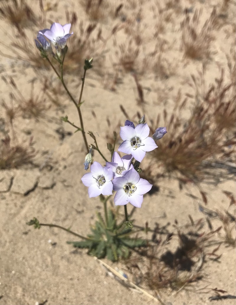 Gilia latiflora subsp. latiflora photo 5