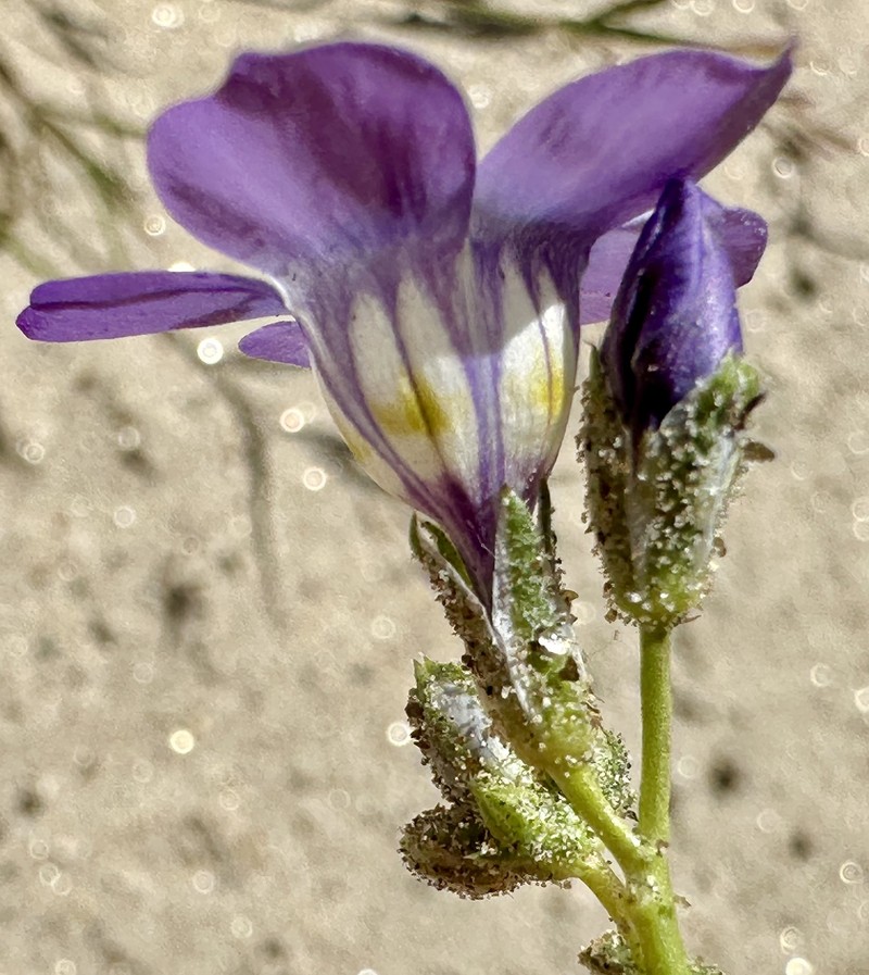 Gilia latiflora subsp. latiflora photo 6