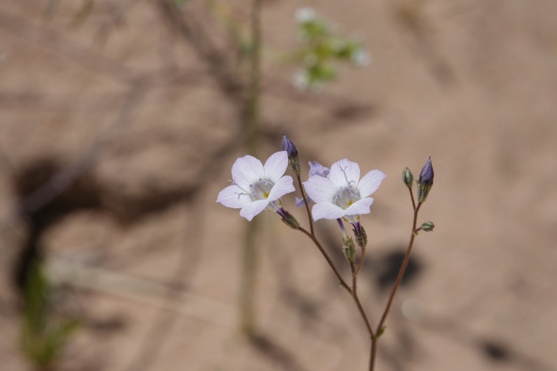 Gilia latiflora subsp. latiflora photo 7