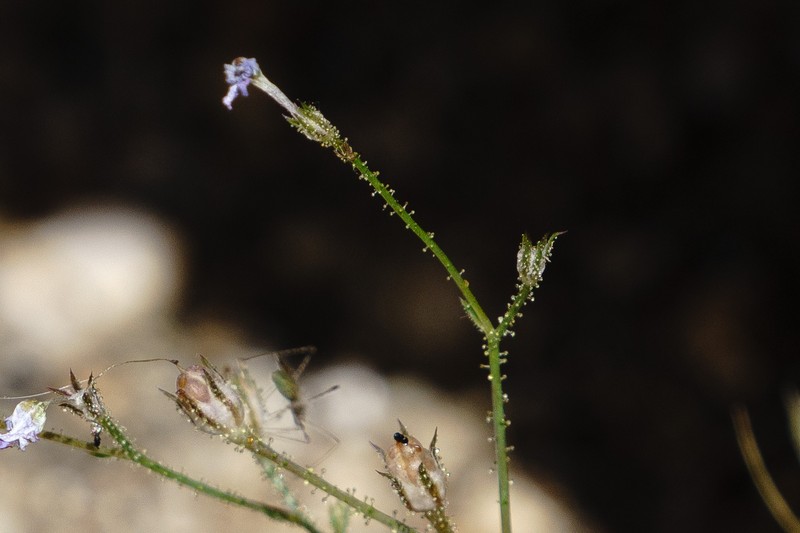 Saltugilia