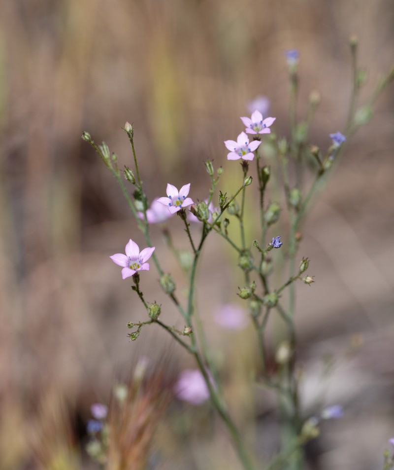 Saltugilia photo 2