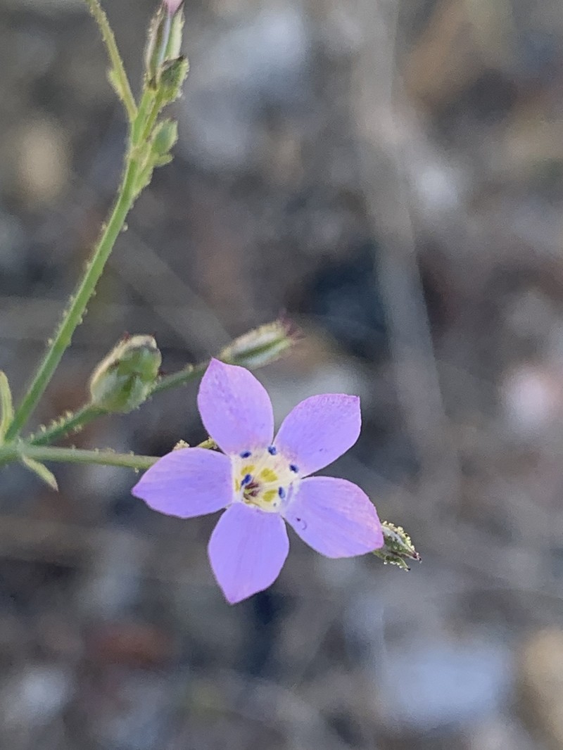 Saltugilia photo 3